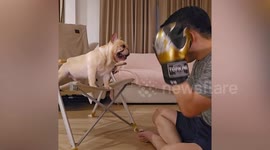 Pomeranian barks at owner pretending to hit French Bulldog