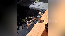 Clumsy Pomeranian falls into fish pond
