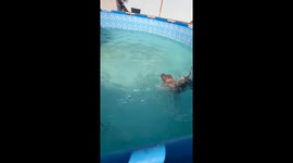 Doggo Dives In