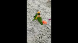 Are They Birds Or Bunnies