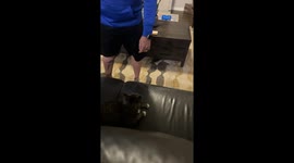 Grumpy Kitty Gets A Kiss