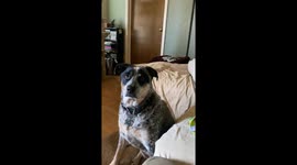 Service Dog Expresses Her Needs