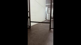 Testing the Athleticism of Doggy Daycare Pups