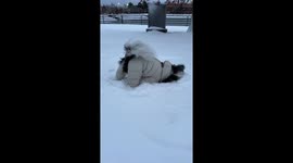 Yorkipoo Loves to Rub His Face in the Snow