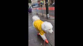Dog Decked Out For Rainy Day Walk