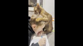 Cat Grooms Boy's Head