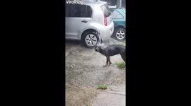 Rottweiler Enjoys a Rain Gutter Shower