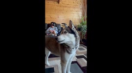 Bulldog Tries to Howl Like Husky
