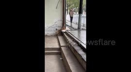 Cat steal a cat nest in Chenzhou, China