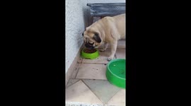 Look , how my pug eat!
