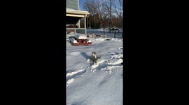 Corgi Luge Course