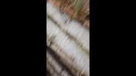 Scary Sounds in the Wilderness of Eastern Canada
