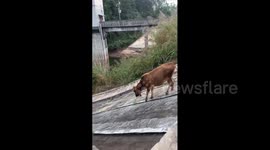 Cattle Slip on a Slope in Guiping, China