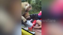 Cheeky monkey steals lunchbox in front of stunned passengers in Thailand