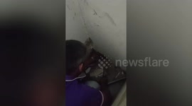 Three stray kittens trapped inside hole in wall rescued