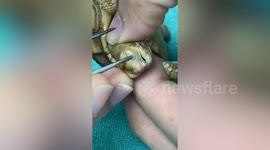 Vet removes hardened pus covering baby tortoise's eye