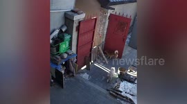 Stubborn cat squeezes through gaps of fence in China