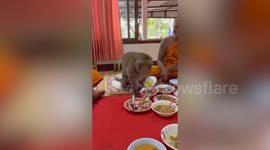 Cheeky macaque gatecrashes Buddhist monks' lunch