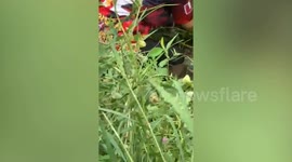 Injured pet dog trapped in pond rescued