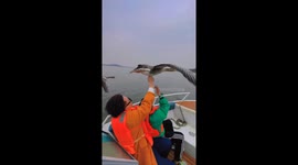 Chinese tourists thrilled by graceful geese flying alongside during scenic cruise encounter