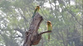 Tiny nature reserve for rare birds in downtown Xiamen
