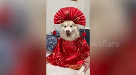Pet dog wears red costume with fan headdress for Chinese New Year