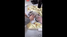 Rescue team saves stray kitten trapped in pipe for 7 days in China