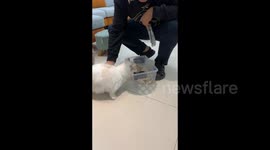 Cat Shows Warm Motherly Love to Kitten in Shandong, China