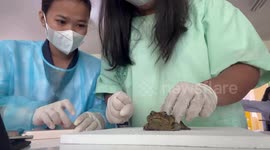 Frog fiasco: lab practical chaos in Earth and Life Science class
