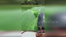 Toxic algae turns river green in Brazil, leading to death of fish