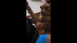Persistent paws: spoiled dog Kelly demands hugs in adorable video from Taiwan