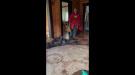 Mother's loving gesture: fanning away flies from beloved dog Porsche