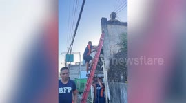 Firemen remove huge python coiled up on wall in the Philippines