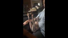 Sphynx Cat Strikes An Immodest Pose