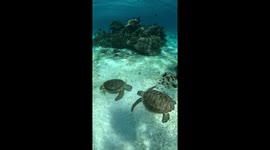 True-tle love! Romantic marine creatures kiss underwater