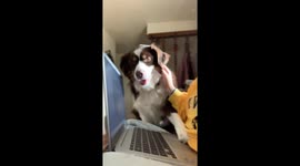 Australian Shepherd Wants All the Attention