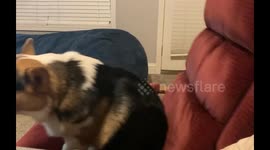 Corgi Rocks Himself in Recliner