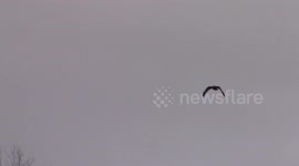 Red-tailed Hawk (Harlan's Hawk) soars over Minnesota River in winter