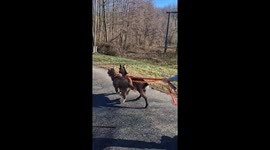 Skateboarded glides down hill being pulled by 2 mini goats