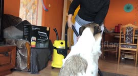 Dog Loves Getting Vacuumed