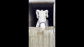Horse compared to Harry Potter's Dobby after owner places socks on its ears