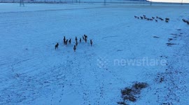 Wapitis on the Sungtang grassland in Hami, China