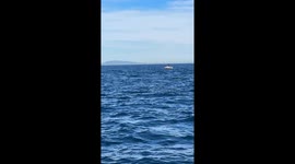 Pod of orcas delight boaters off California's Newport Beach