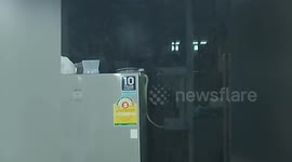 Snake slithers on top of refrigerator in shop's kitchen