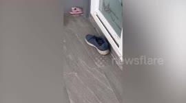 Wild snake found hiding in resident's shoe left by front door