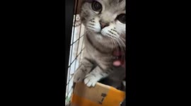 Snobbish pet cat and oppositely clingy friend plays with owner