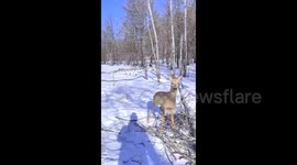 Chinese herder rescues trapped roe deer