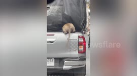 Cheeky macaque sneaks into back of pick-up truck to find food