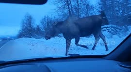 Moose stops traffic to amble across road in Alaska