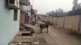 Cow falls into drain in central India, rescued